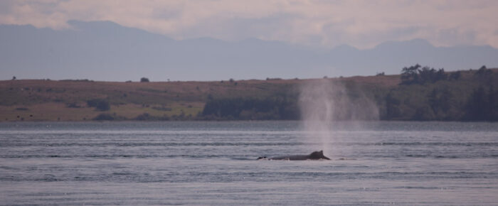 Humpback whale BCX0915 “Fallen Knight”