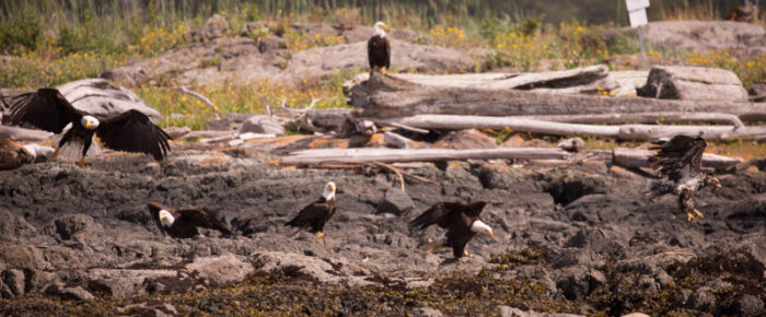 Eagle paloolza and our first seal pup sighting this year