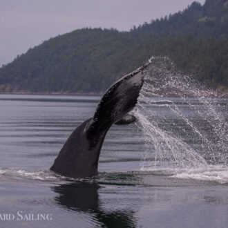 Pure magic with Humpback whale BCX1251 “Orion” by Java Rocks