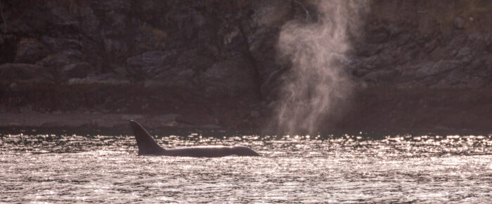 Biggs/Transient Orcas T49C with T49A2 in Friday Harbor