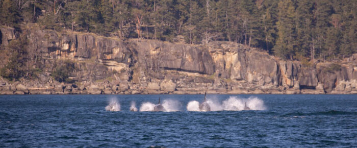 Southern Resident J Pod Orcas chase Biggs Orcas T34’s, T37’s and T65A’s