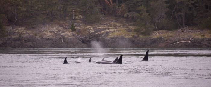 Southern Resident J Pod northbound near Friday Harbor