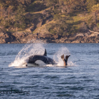 Biggs/Transient orcas T18’s with T49A’s hunting a Sea Lion outside Friday Harbor