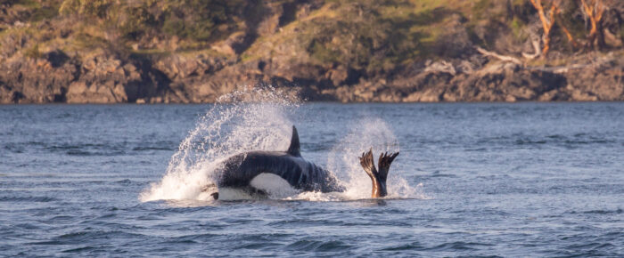 Biggs/Transient orcas T18’s with T49A’s hunting a Sea Lion outside Friday Harbor