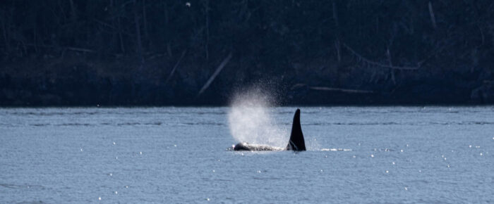 Southern Resident J Pod Orcas southbound San Juan Channel