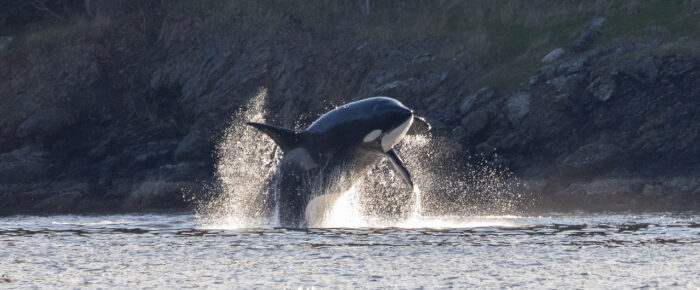 Biggs/Transient Orcas T49A’s in Westsound, Orcas Island