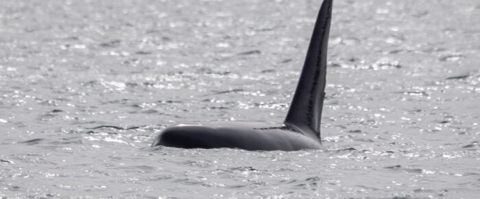 Southern Resident J Pod Orcas near Friday Harbor and T49C and T49A2 in Lopez Sound