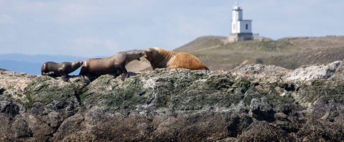 South to Whale Rocks and Long Island