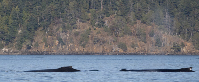 Humpbacks BCX1068 ‘Split Fluke’ & BCY0458 ‘Raptor’ in Rosario Strait