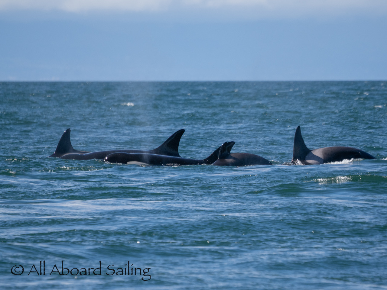Biggs/Transient orcas T36A's, T49A1, T124A's, T124C, T125A and 