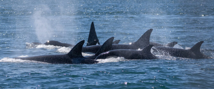 Biggs/Transient orcas T36A’s, T49A1, T124A’s, T124C, T125A and T128 & J Pod