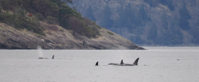 Southern Resident J pod orcas near Flattop Island