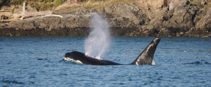 A visit to Yellow Island & Biggs/Transient Orcas T100’s outside of Friday Harbor