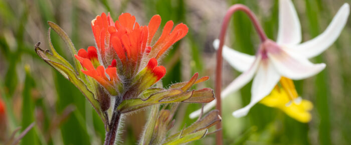 Wildflowers on Yellow Island