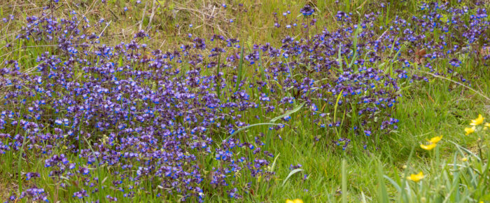 Earth Day trip to Yellow Island Nature Preserve