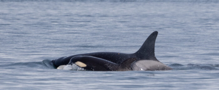 Biggs/Transient Orcas T49A’s and a sail around Stuart Island