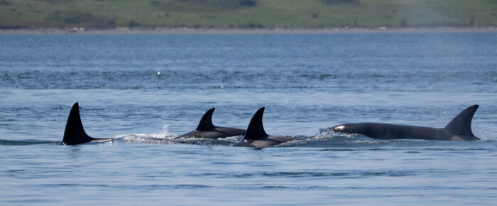 Sailing with 3 orca families: T75B’s, T99’s, T65A’s