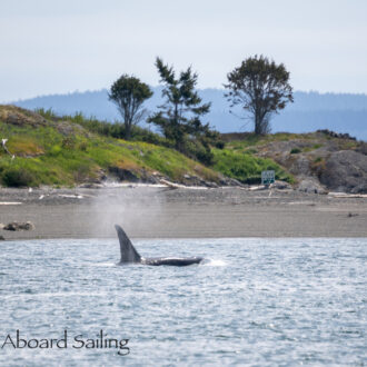 Biggs orcas T65A’s southbound from Jones Island