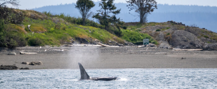 Biggs orcas T65A’s southbound from Jones Island