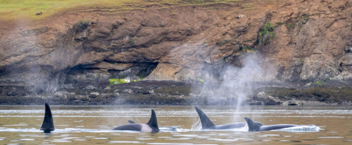 Biggs/Transient Orcas T65A’s hunting in Spieden Channel