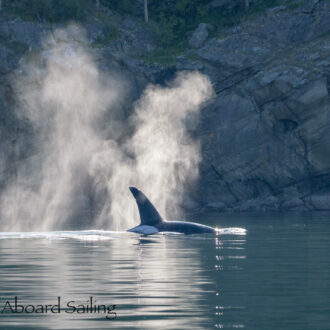 Biggs/Transient Orcas T18’s hunting by Flattop Island