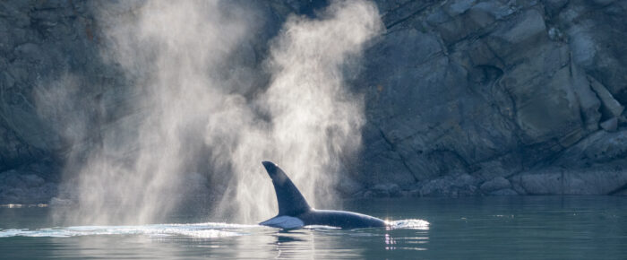 Biggs/Transient Orcas T18’s hunting by Flattop Island