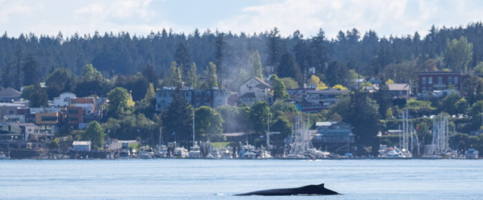 Humpback whale BCX1057 “Divot” passes Friday Harbor