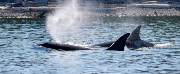 Biggs/Transient Orcas T99’s near Moresby Island