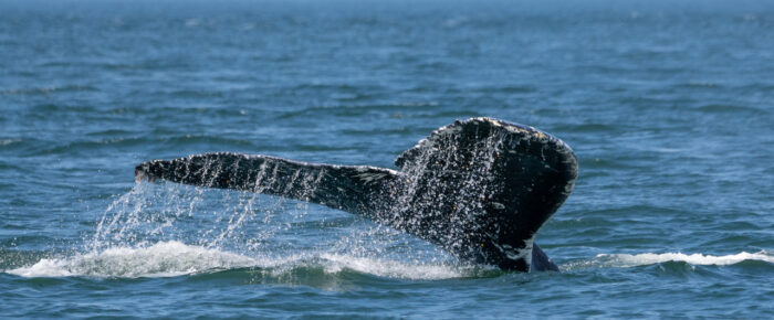 Humpback whale BCX1602 “Lorax” and the outer islands