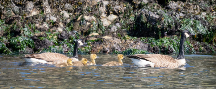 Wildlife watching sailing tour