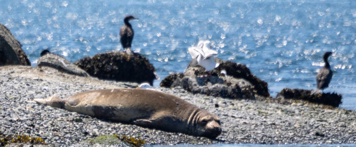 A rare elephant seal sighting