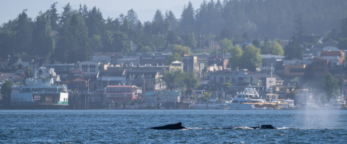 Humpbacks BCY0324 “Big Mama” and BCX173 “Valiant” pass Friday Harbor