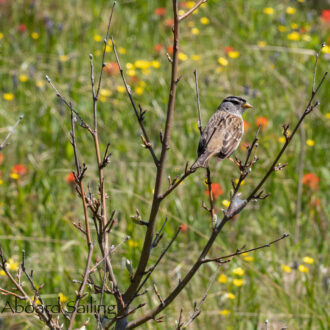 Wildflowers on Yellow Island Nature Preserve