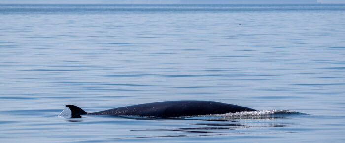 Our first minke whale encounter this year