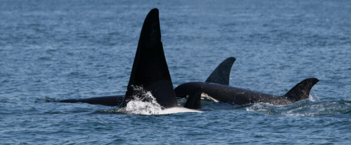 Epic sail with 32 Biggs/Transient Orcas!