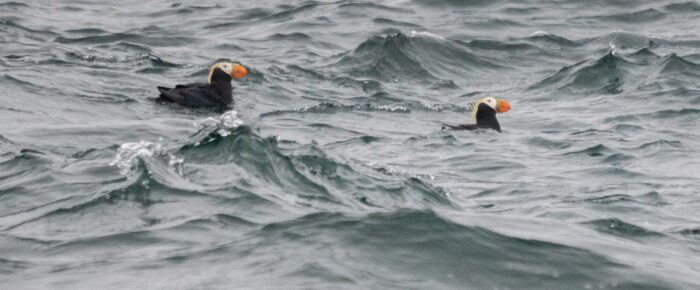 Biggs Orcas T65A’s & Tufted Puffins in Cattle Pass