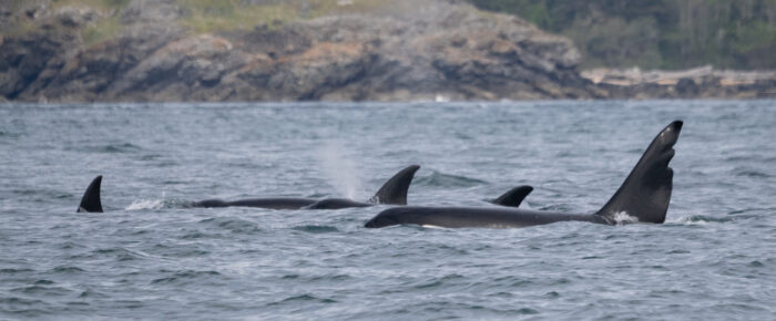 T65 orca family reunion including T63 “Chainsaw”! plus Humpback whale BCZ0410 “Anvil”