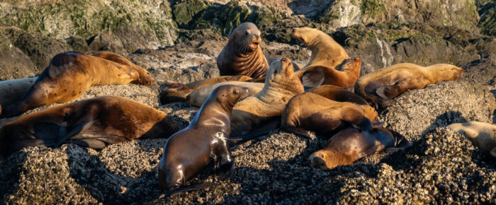 Sunset sail with eagles, seals and sea lions