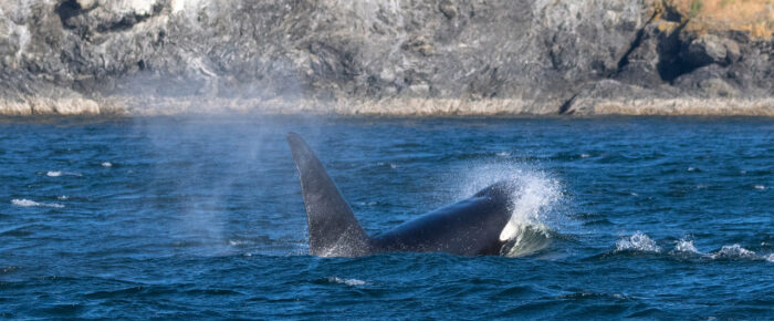 Biggs/Transient Orcas T123’s by Henry Island