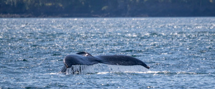 Humpbacks BCX1068 “Split Fluke” and BCX1480 “Spotlight” outside Friday Harbor