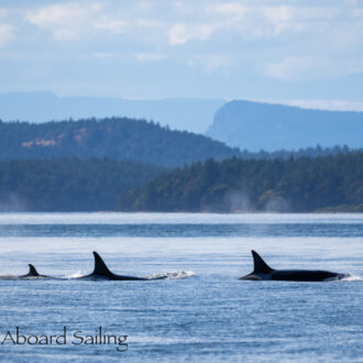 Biggs/Transient Orcas T124A’s and Eaglets in nest