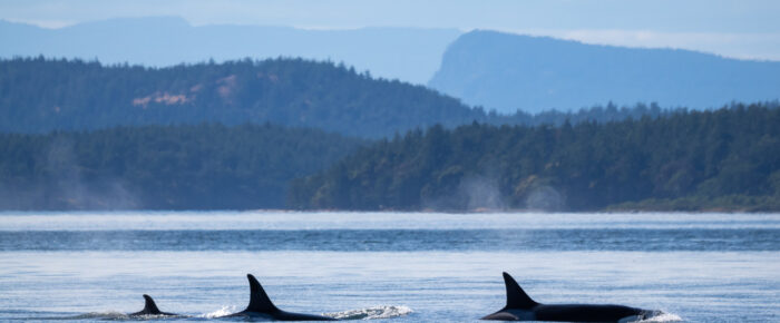 Biggs/Transient Orcas T124A’s and Eaglets in nest