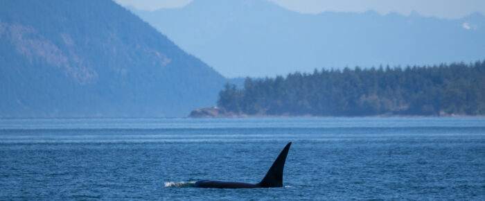 Biggs/Transient Orca T124C near Skipjack and Sucia