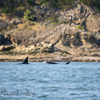 Biggs/Transient Orcas T49A’s by Sucia Island and a stunning sunset