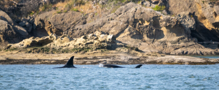 Biggs/Transient Orcas T49A’s by Sucia Island and a stunning sunset