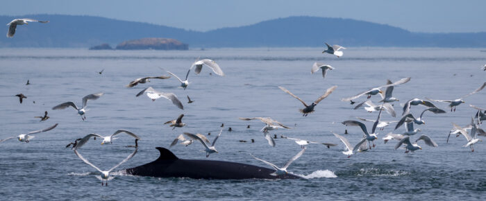 Minke whales & Humpback whale BCZ0298 “Split Fin”