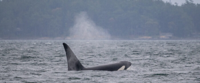 Biggs/Transient Orcas T123’s in San Juan Channel