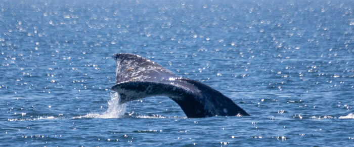 Gray Whale CRC2506, Minke Whales, and Sea Lions eating Skates