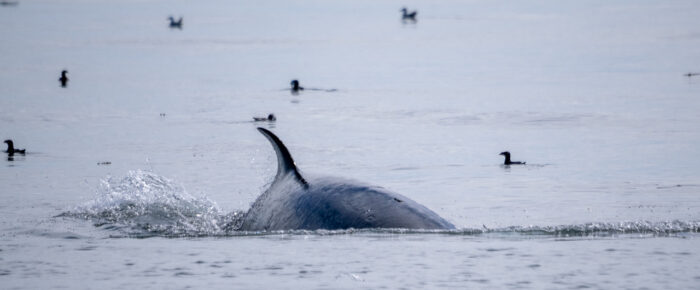 Minke Whale and Biggs/Transient Orcas T65A’s