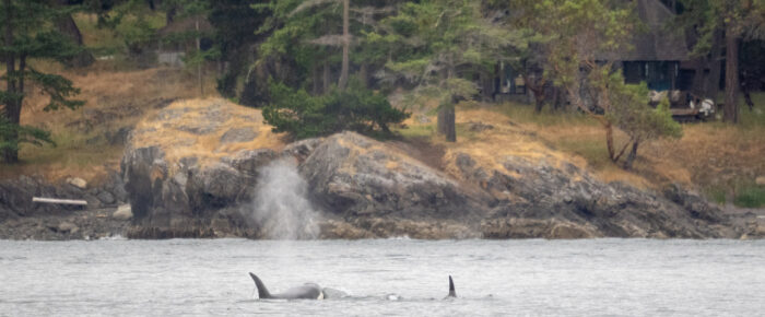 Special Memorial Sail and Biggs/Transient Orcas T36’s